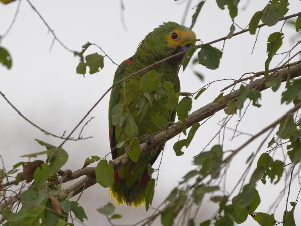 Blauwvoorhoofdamazone (Amazona aestiva)